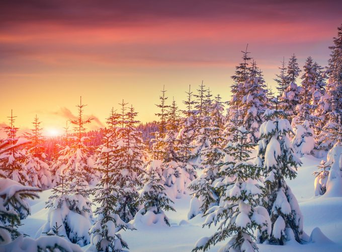 Wallpaper Pines, 5k, 4k wallpaper, 8k, snow, sunset, winter, Holidays 806052581